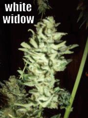 DSCF0300