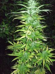 DSCF0947
