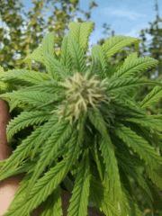 DSCF1126
