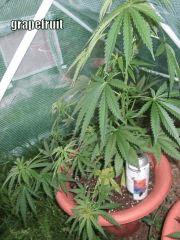 DSCF0437