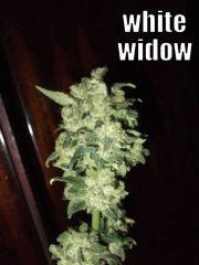 DSCF0302