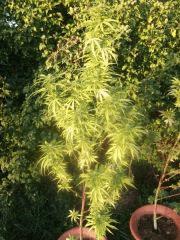 DSCF1036