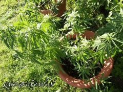 DSCF0512