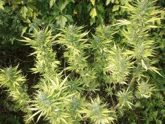 DSCF1069