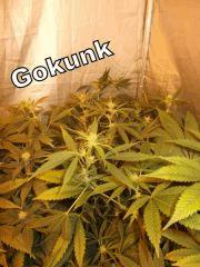 DSCF1310