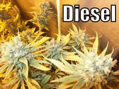 DSCF2094