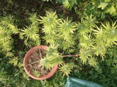 DSCF1070