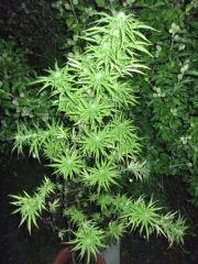 DSCF0955