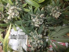 DSCF0342