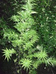 DSCF0956