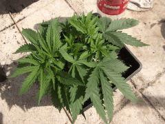 DSCF0245