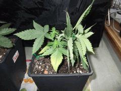 DSCF0226