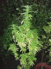DSCF0959