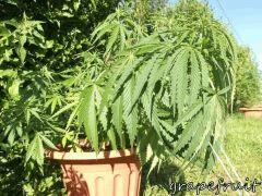 DSCF0511