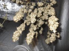 DSCF2349