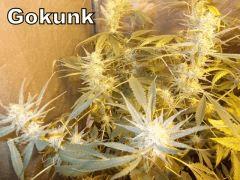 DSCF1455
