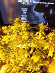 DSCF1824