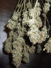 DSCF2357