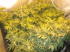 DSCF1303