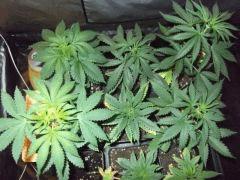 DSCF0815