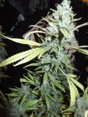 DSCF2132