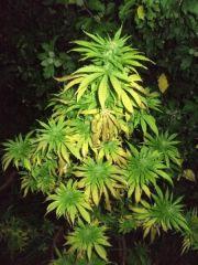 DSCF0949