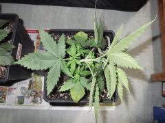 DSCF0225