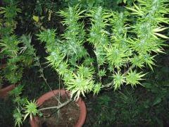 DSCF0953