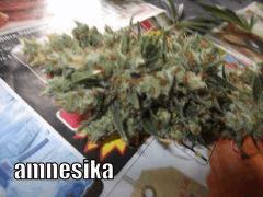 DSCF0356