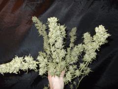 DSCF2336