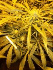 DSCF1359