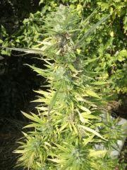 DSCF1109