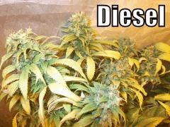 DSCF1906