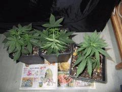 DSCF0233