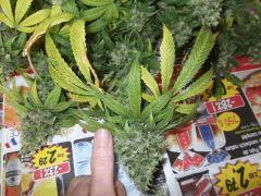 DSCF0321