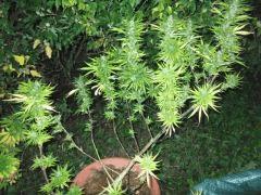 DSCF0950