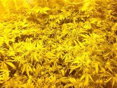 DSCF1374
