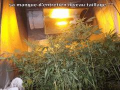 DSCF1308