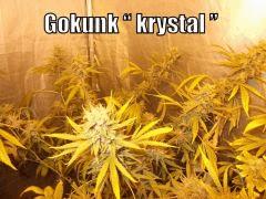 DSCF2069