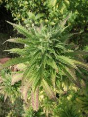 DSCF1132
