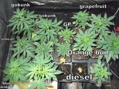 DSCF0809