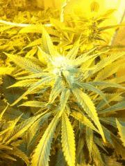 DSCF1377