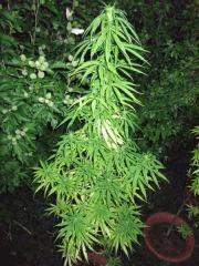 DSCF0958