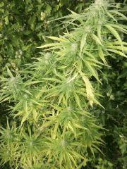 DSCF1075