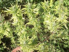 DSCF1111