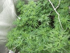 DSCF1198