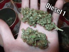 DSCF2427