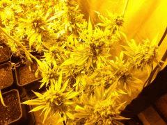 DSCF2137