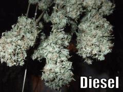 DSCF2290