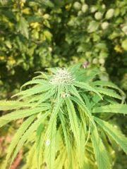 DSCF1123